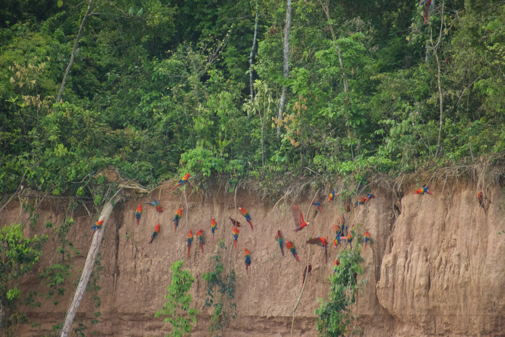 Lots of Macaws on a clay lick on a cliffside 