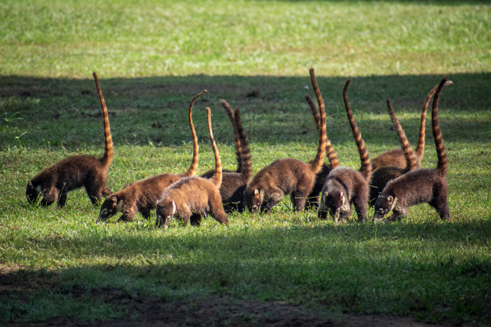group of coatis with tails in the air. Inside corcovado national park 