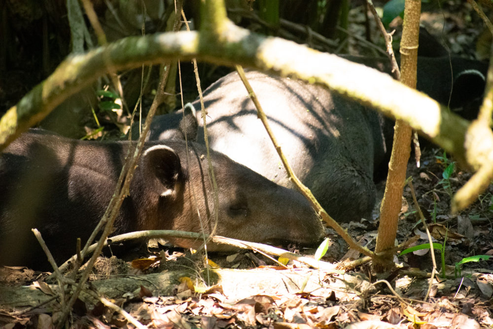 Tapirs sleeping in Corcovado National Park 