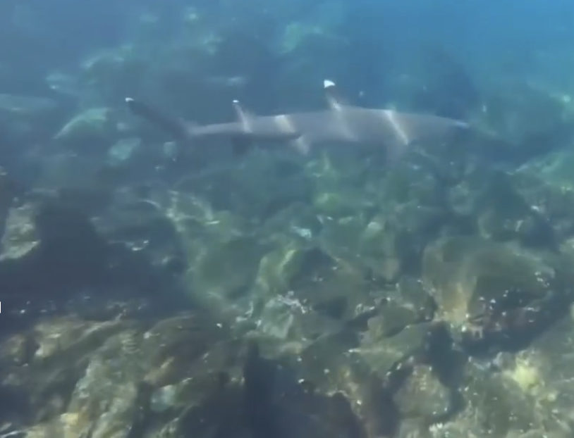 Shark swimming in Coiba National Park. Santa Catalina on a budget. 