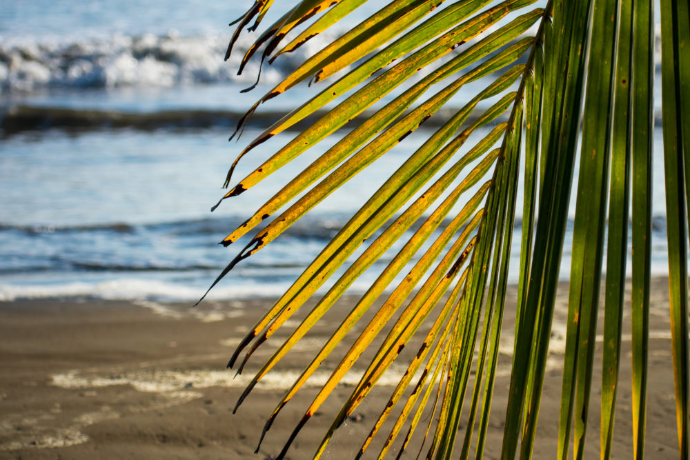Palm frond on Uvita Beach 