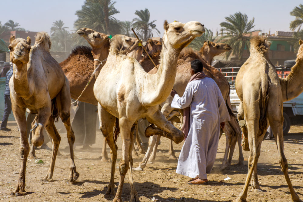 many camels at the dawar camel market