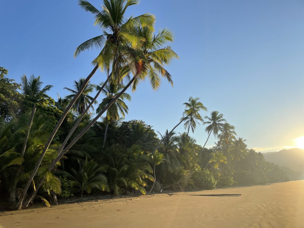 Palm trees on Uvita Beach 