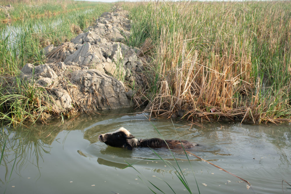 Buffalo swimming in the Iraqi Marshes. 