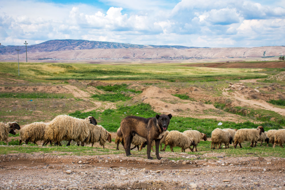 Dogs on our Kurdistan Road Trip