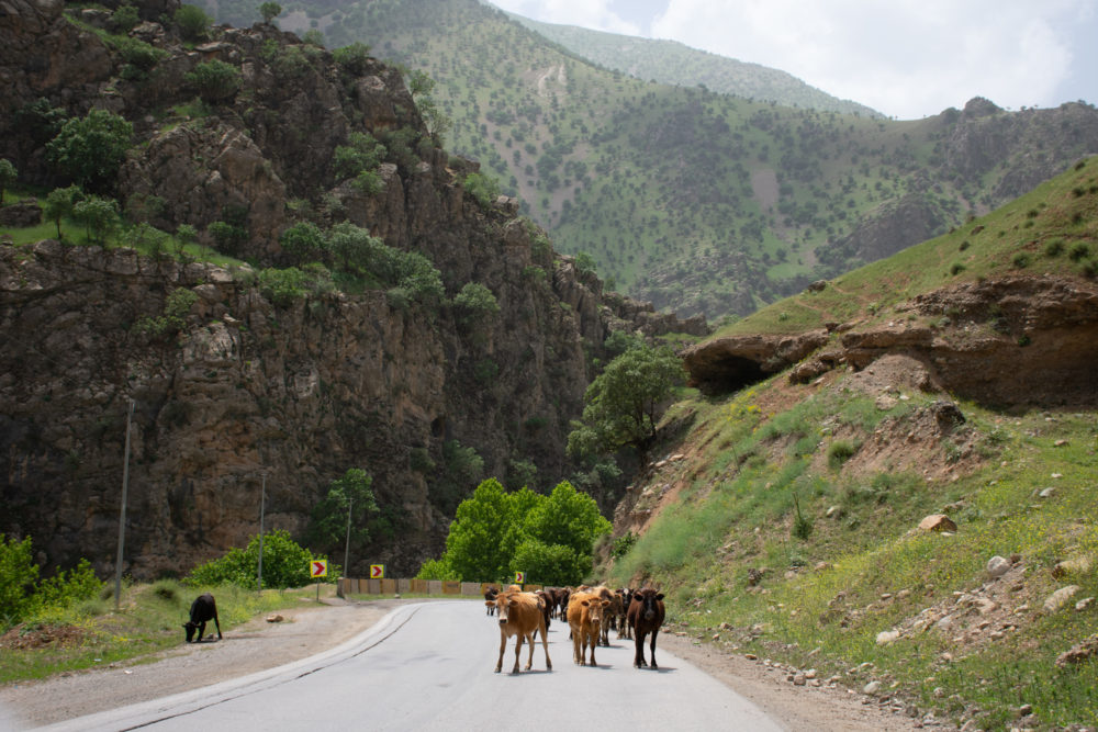 Cows walking in road. Kurdistan Road Trip