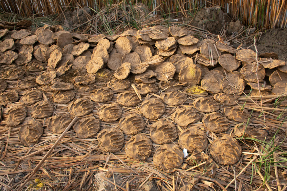 Buffalo poop fire wood. 