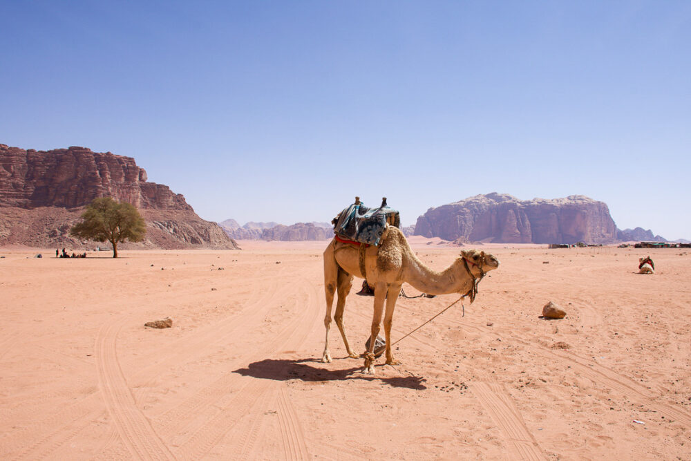 camel in the desert of Wadi Rum. Budget travel guide to Jordan 