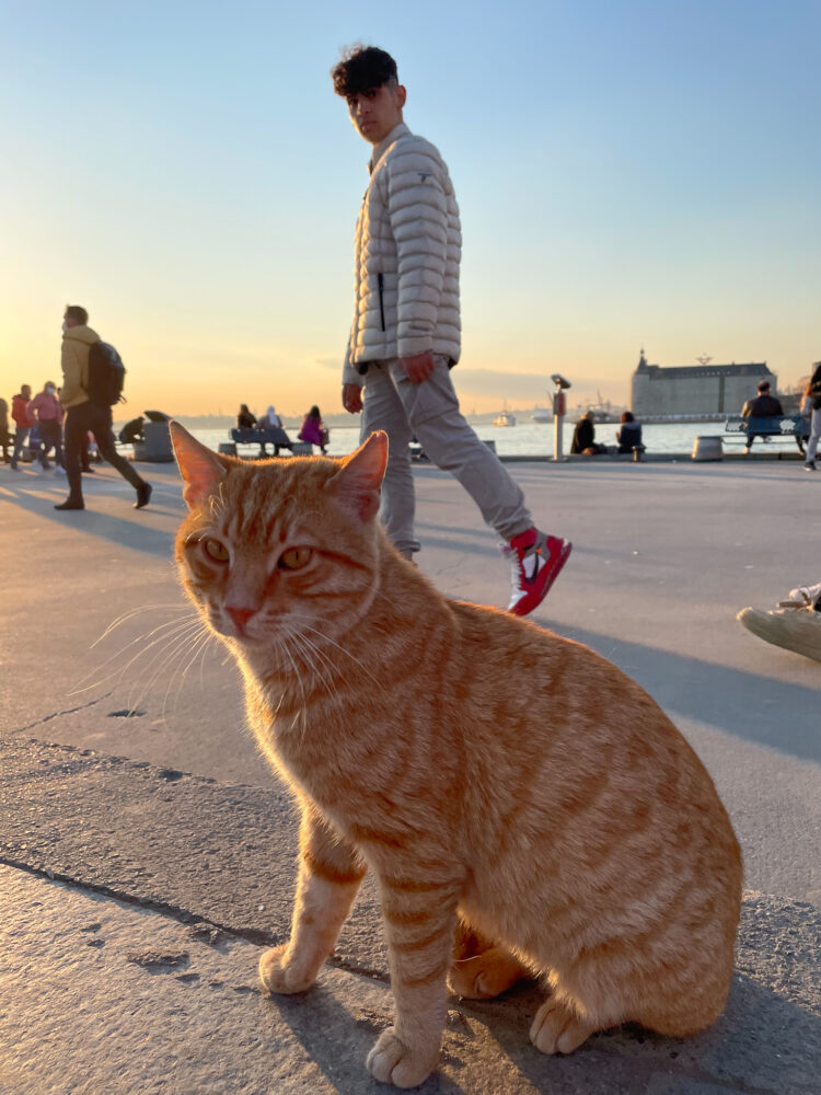 cats in istanbul 