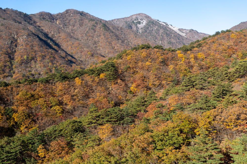 beautiful fall colors on the hills of sokcho in the national park. 