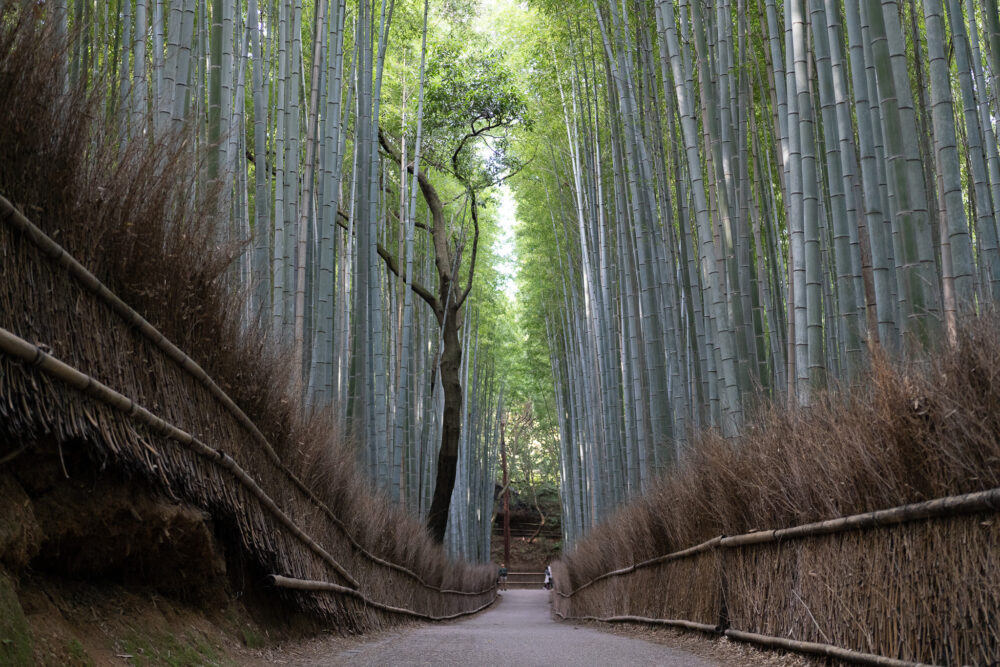 the tall green bamboo forest in Kyoto. 