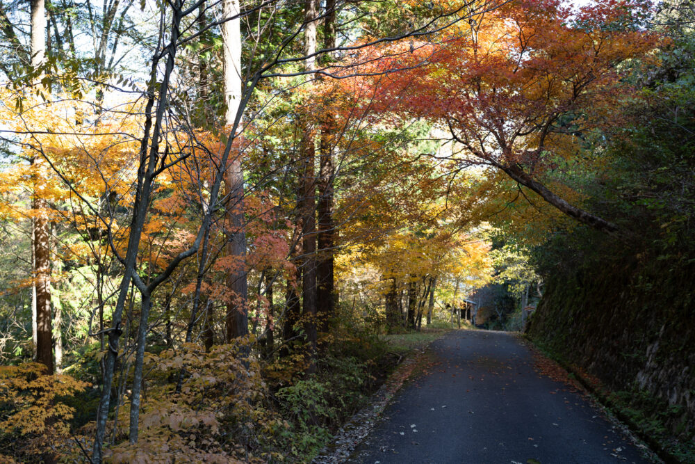 Fall colors along the hike Magome to Tsumago. 