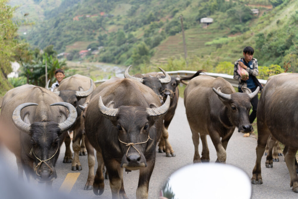 A herd of buffalo blocking the paved road. 