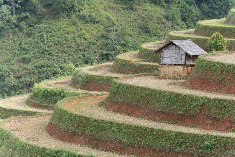 small hut on a green rice terrace. 