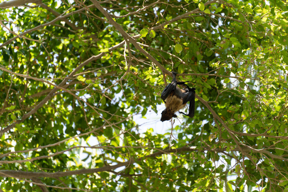 bat hanging in a tree. 