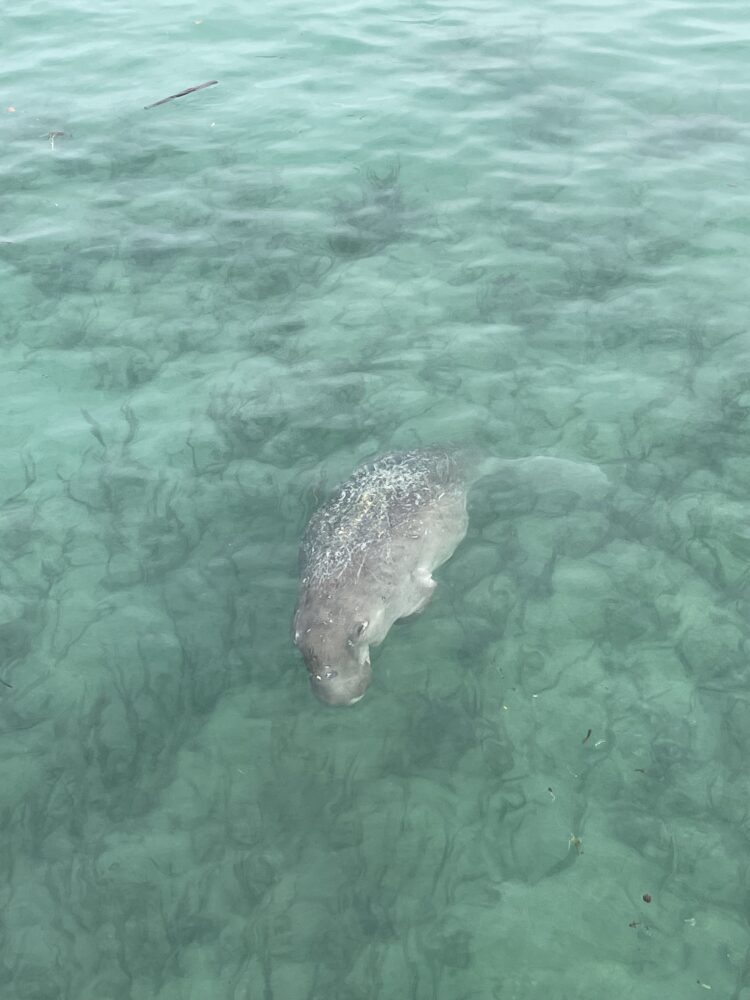 dugong swimming in the water. 