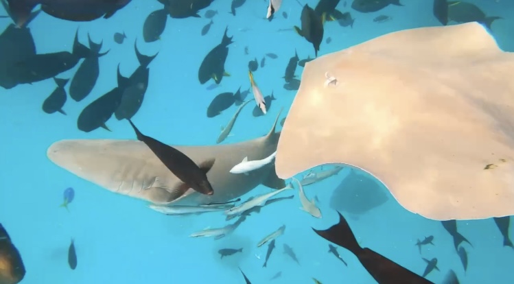 Close up of sharks and sting rays underwater with lots of fish 