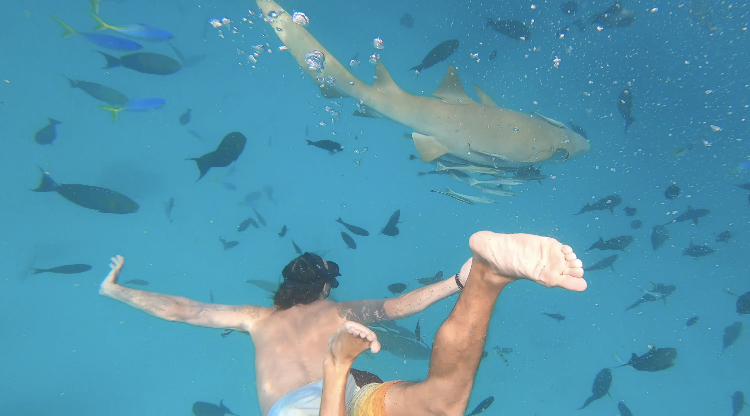 man swimming with sharks in the maldives. 
