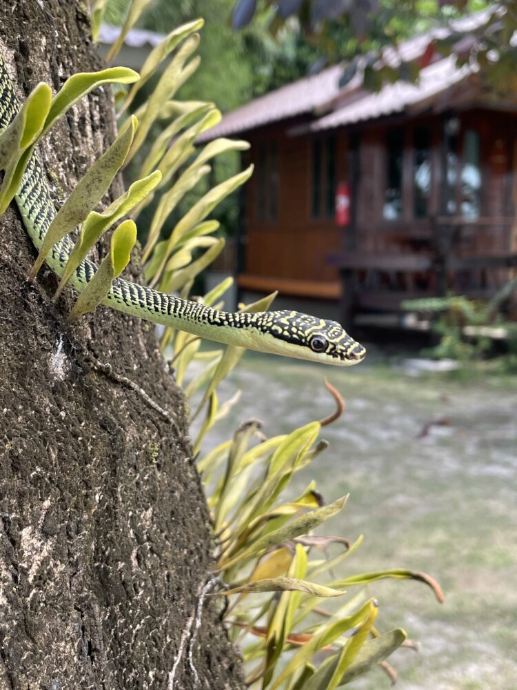 Koh kood guide wildlife. A green snake on a tree. 