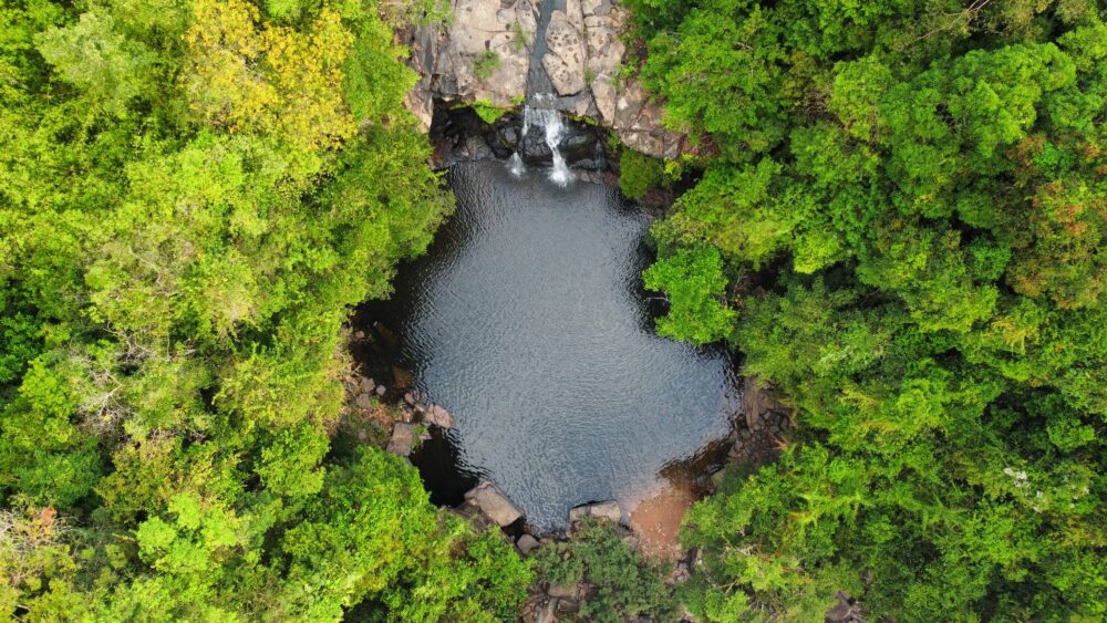 View of a swimming hole surrounded by bright green foliage. 