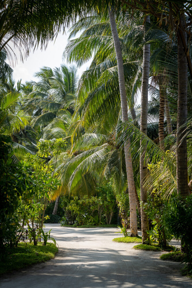 Jungle framing a nice sandy road on Kuramathi island. Overwater bungalow 
