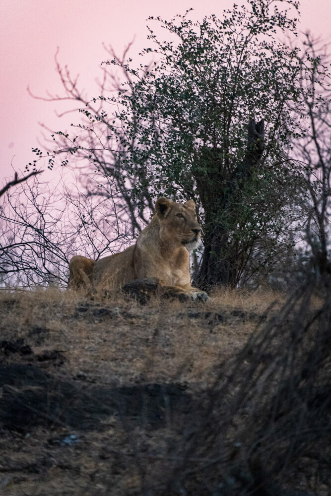 Lioness on a hill at sunrise 