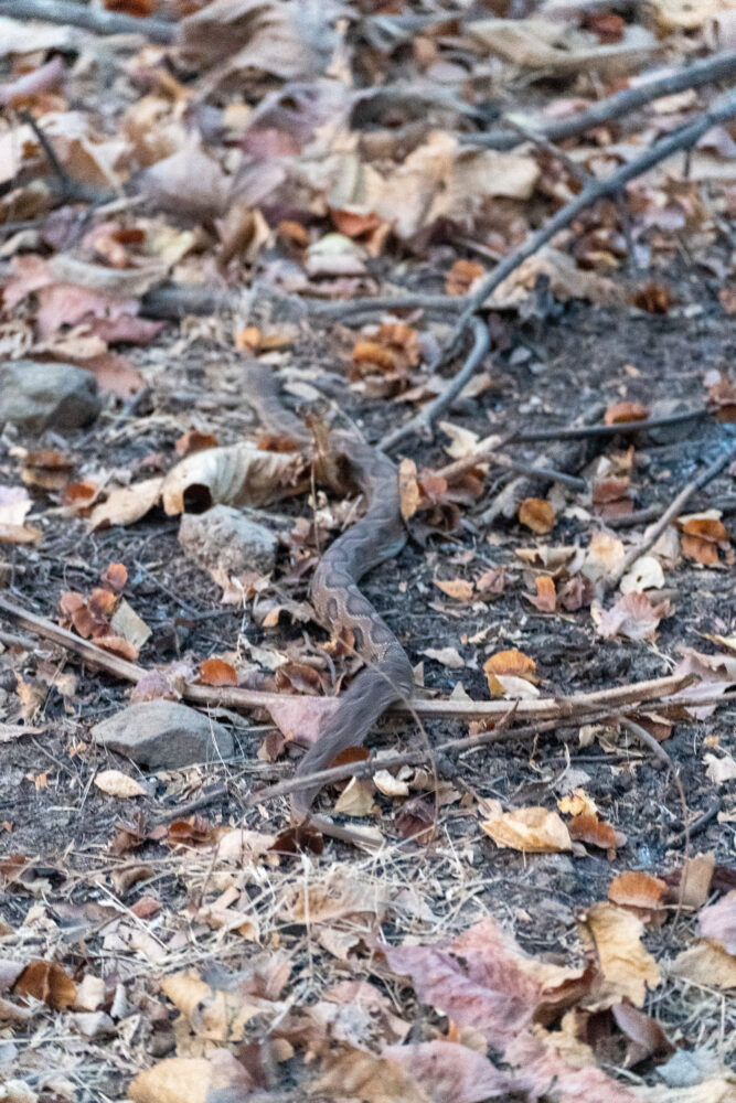 Russel's viper in the leaves at Gir National Park