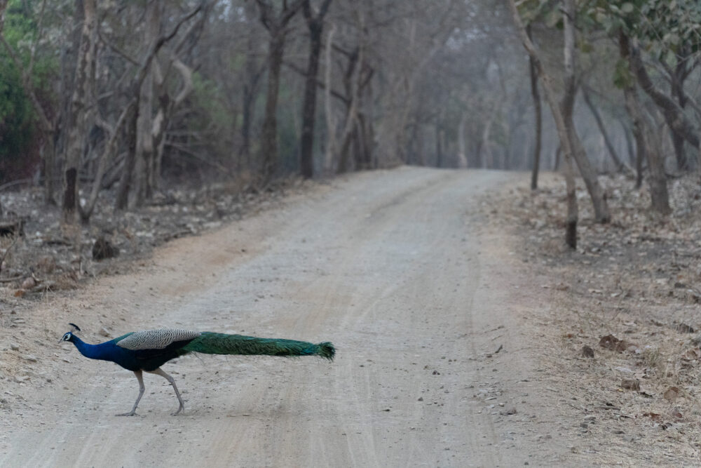 Peacock crossing the road 