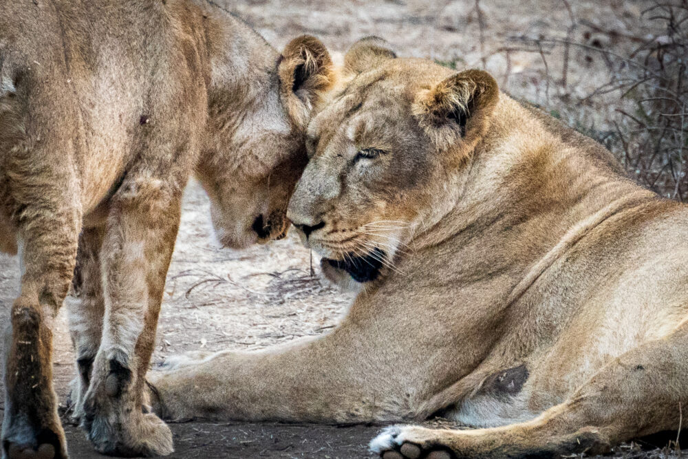 two lions nuzzling one another. 