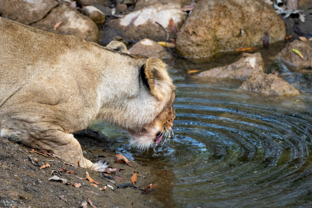 Lioness close up drinking water 