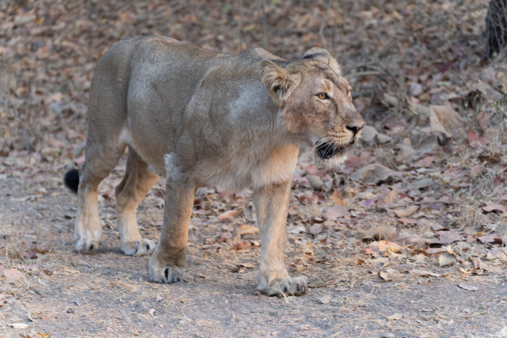 Lion walking in Gir National Park