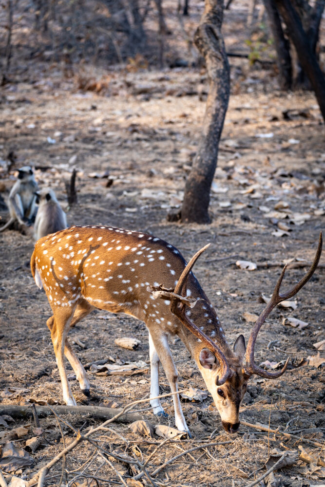 Spotted deer and some monkeys in Gir National Park