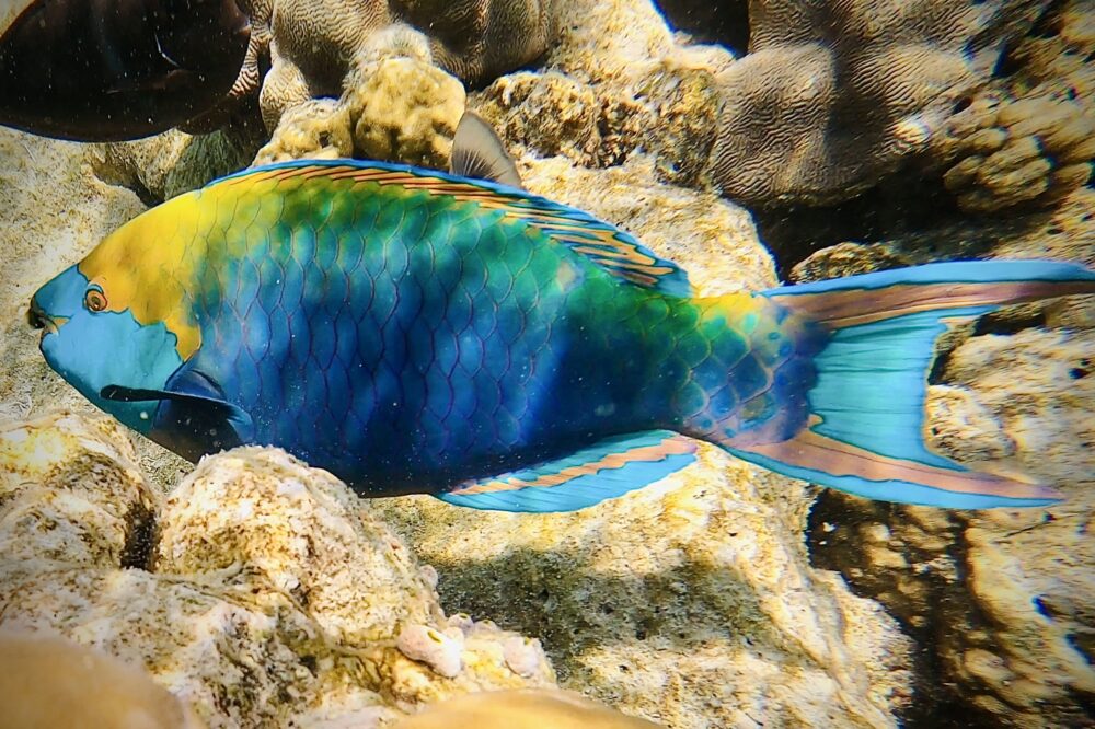rainbow colored parrot fish eating coral. 