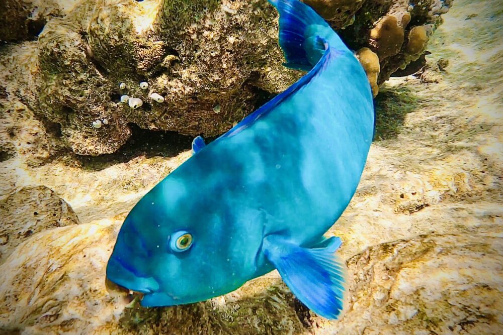 Bright blue parrot fish eating coral.