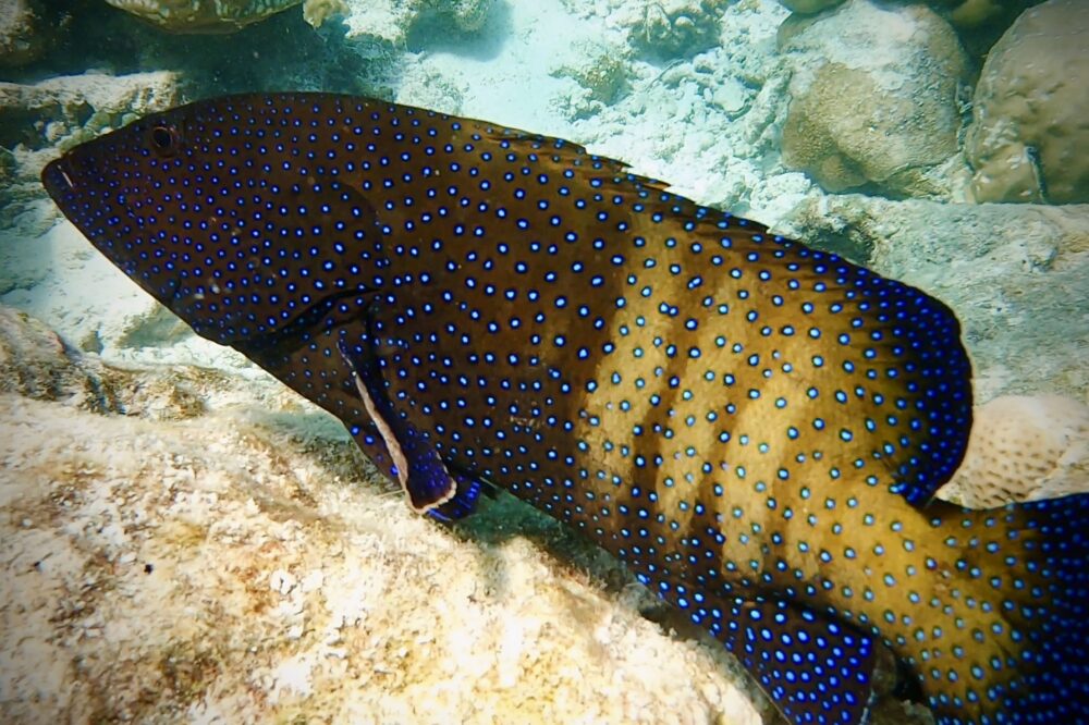 Peacock Grouper 