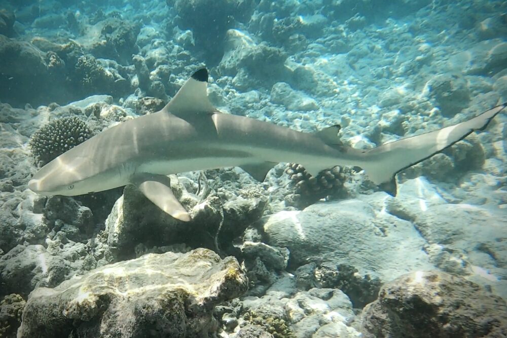 Reef shark in the maldives 