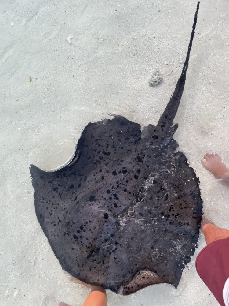 Sting ray swimming at my feet. 