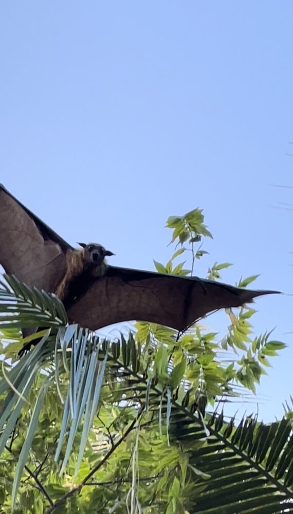 Flying fox in the Maldives 