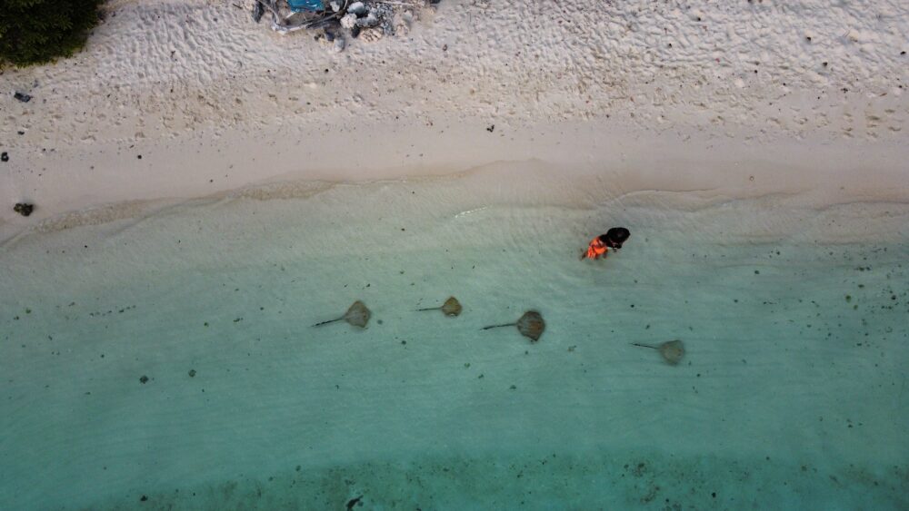 a group of sting rays swimming through the ocean