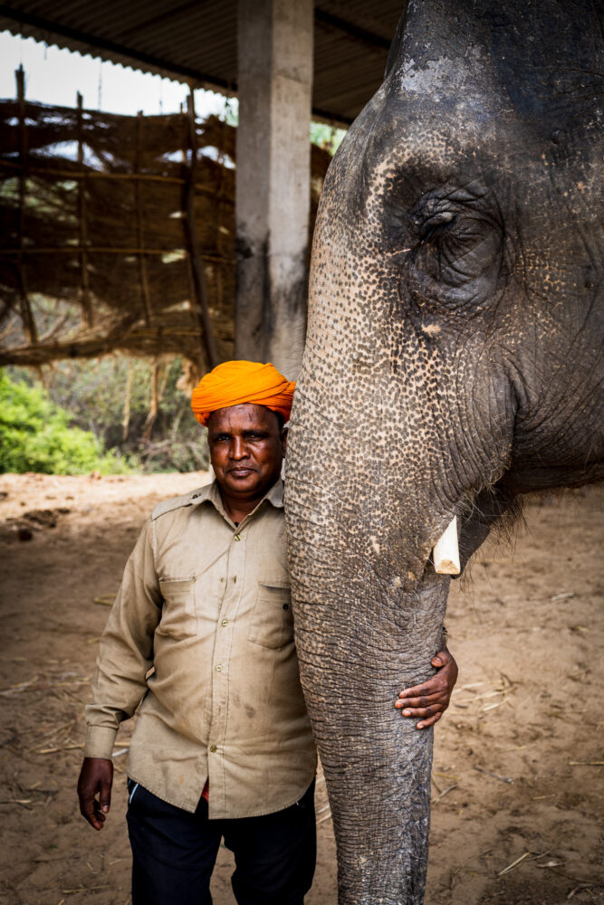 A mahout in an orange turban with his elephant. 