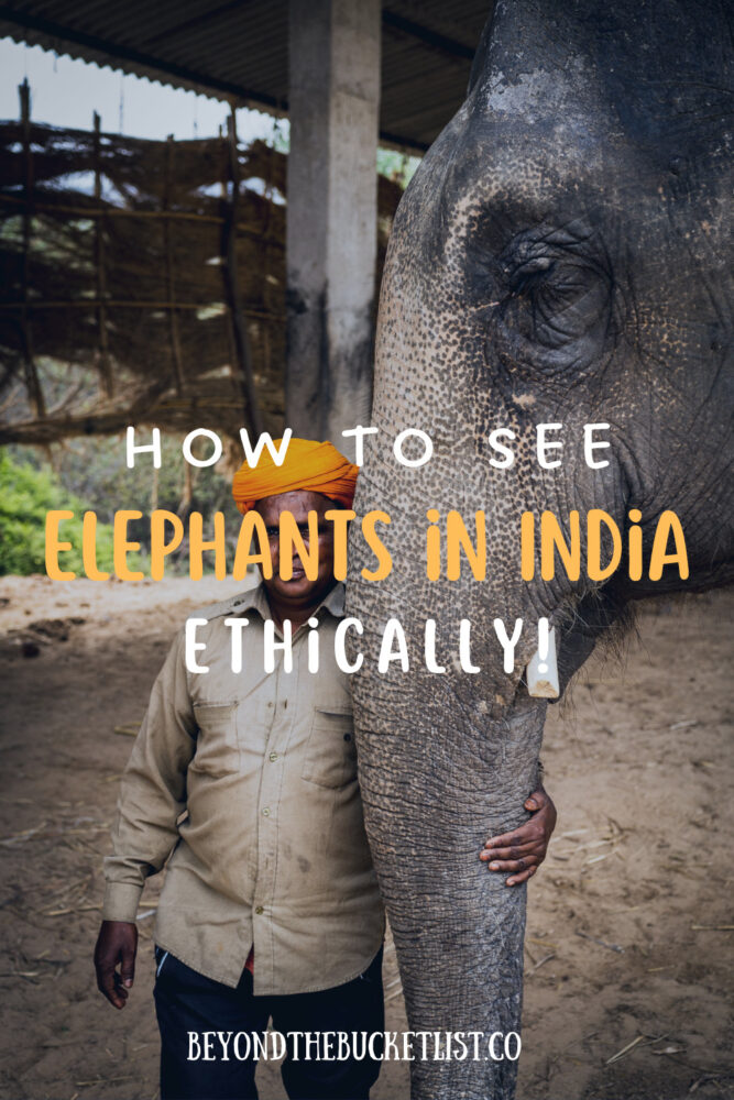 india elephant safari
