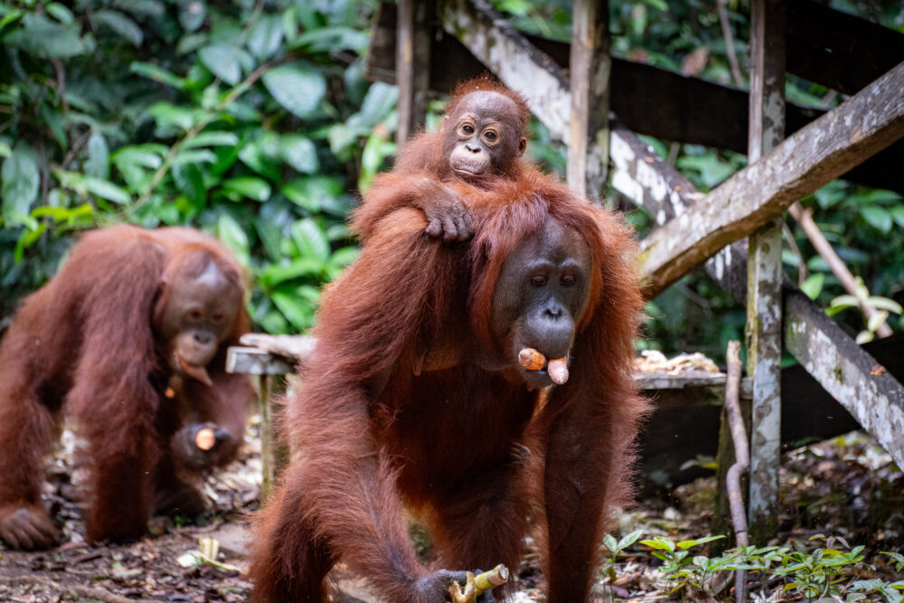 A mother and infant orangutan gather food at the feeding platform and head for the trees. 