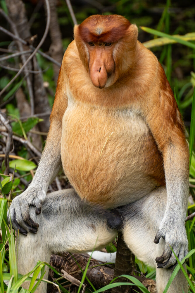 A male proboscis monkey sits on a stump