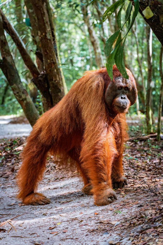 one male orangutan standing in the jungle with some trees