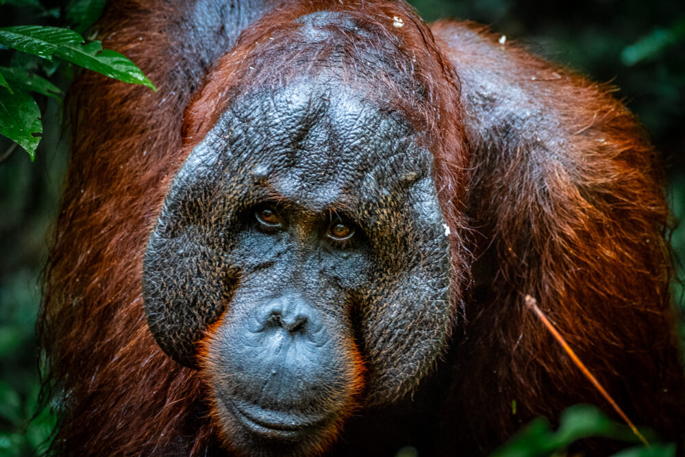 Close up photo of an orangutan in the borneo rainforest. 