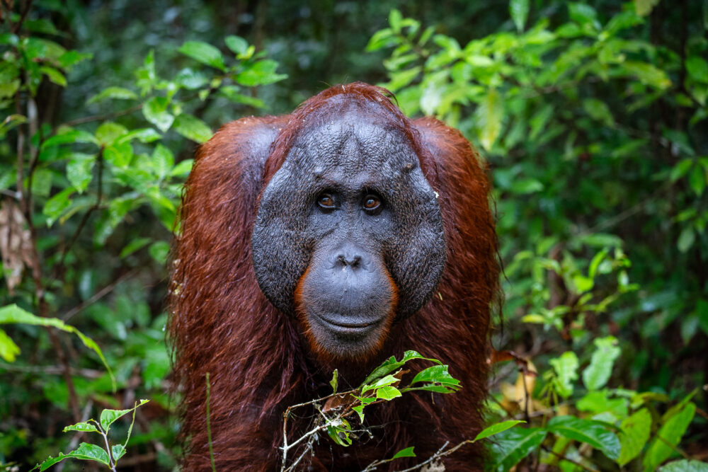 A timid male Orangutan comes out of the green jungle 