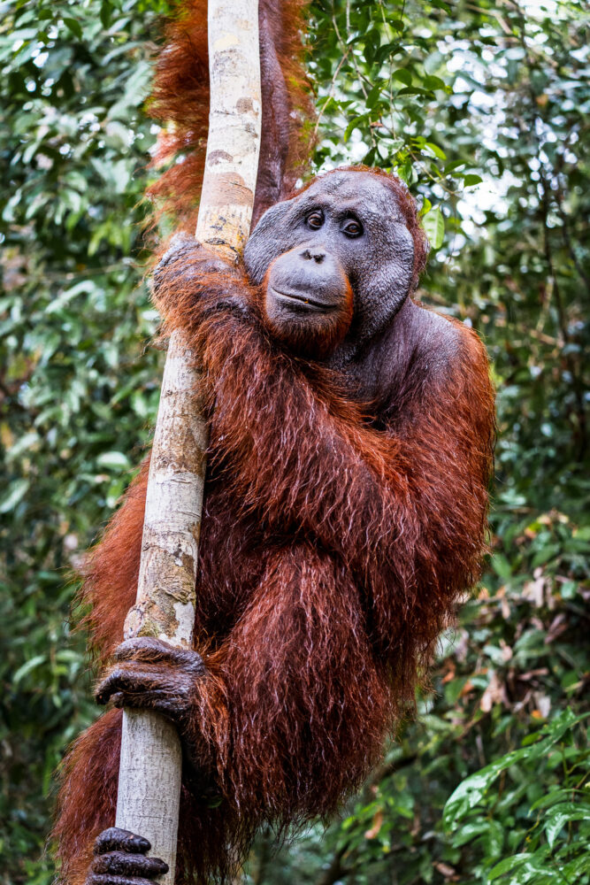 one male orangutan climbing up some trees in Indonesian Borneo 