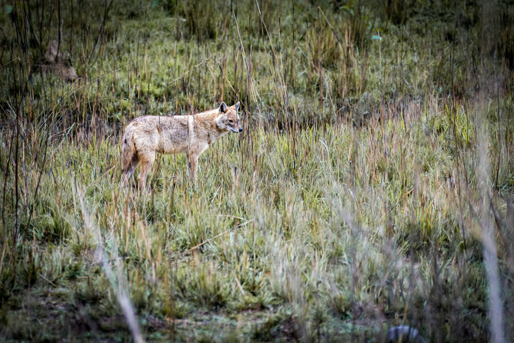 one coyote in the grasslands looking into the distance 