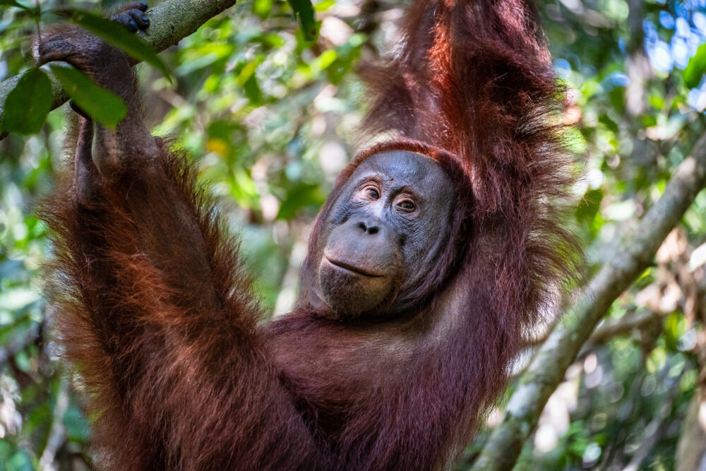 Young orangutan hanging from the trees in Indonesian Borneo 