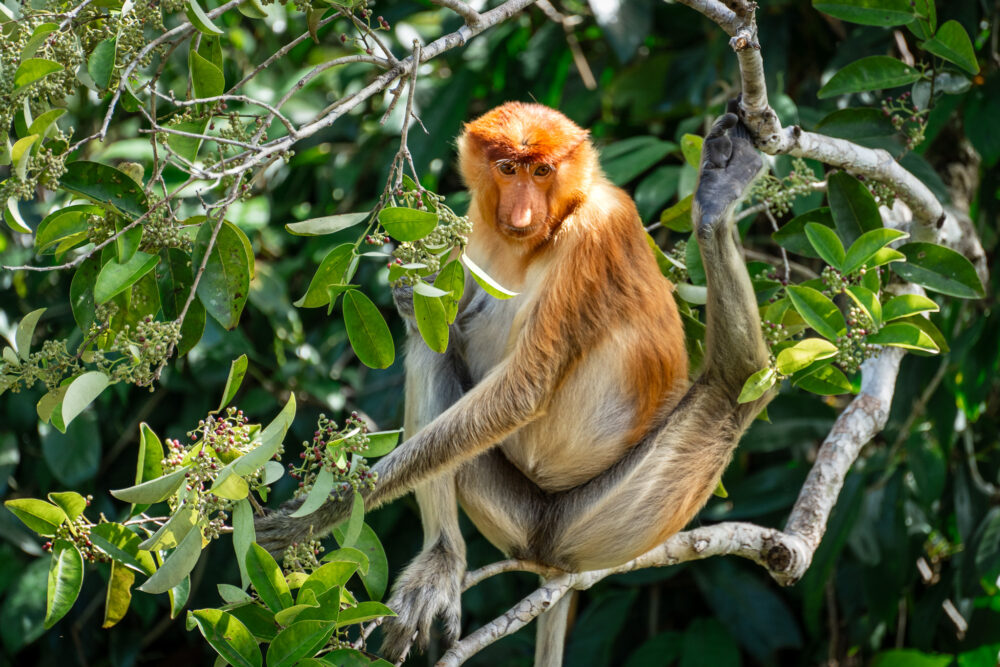 Proboscis monkey holding one leg up as it sits in a tree in Pangkalan Bun Borneo 